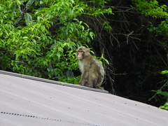Macaca fuscata