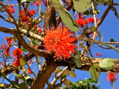 Erythrina latissima