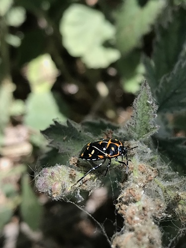 iNaturalist observation photo of Harlequin Bug