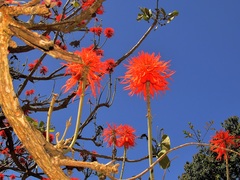 Erythrina latissima