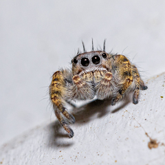 Phidippus putnami