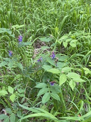 Vicia venosa baicalensis