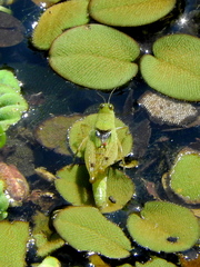 Paulinia acuminata