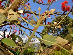 Erythrina latissima