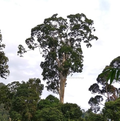 Koompassia excelsa