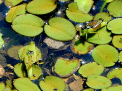 Paulinia acuminata