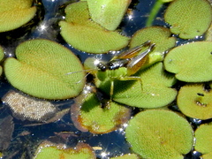 Paulinia acuminata