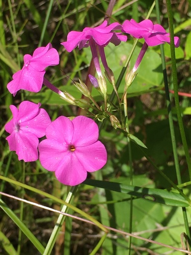 Smooth phlox (Phlox glaberrima)