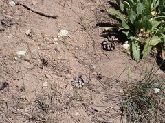 Perideridia lemmonii