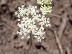 Perideridia lemmonii