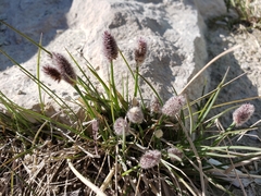 Alopecurus magellanicus