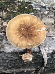 Pluteus granularis