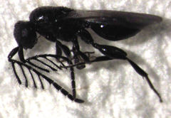 Dendrocerus