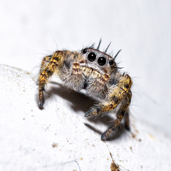 Phidippus putnami