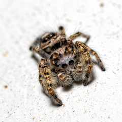 Phidippus putnami