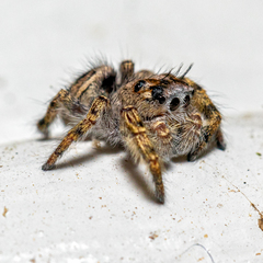 Phidippus putnami