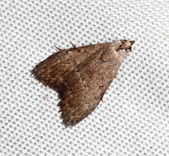 Nola pleurosema