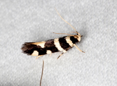 Macrobathra sarcoleuca