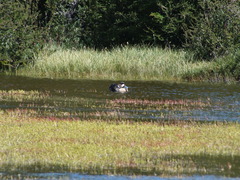 Speculanas specularis