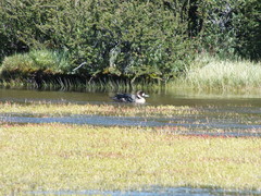 Speculanas specularis