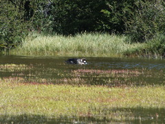 Speculanas specularis