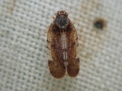 Tachycixius pilosus