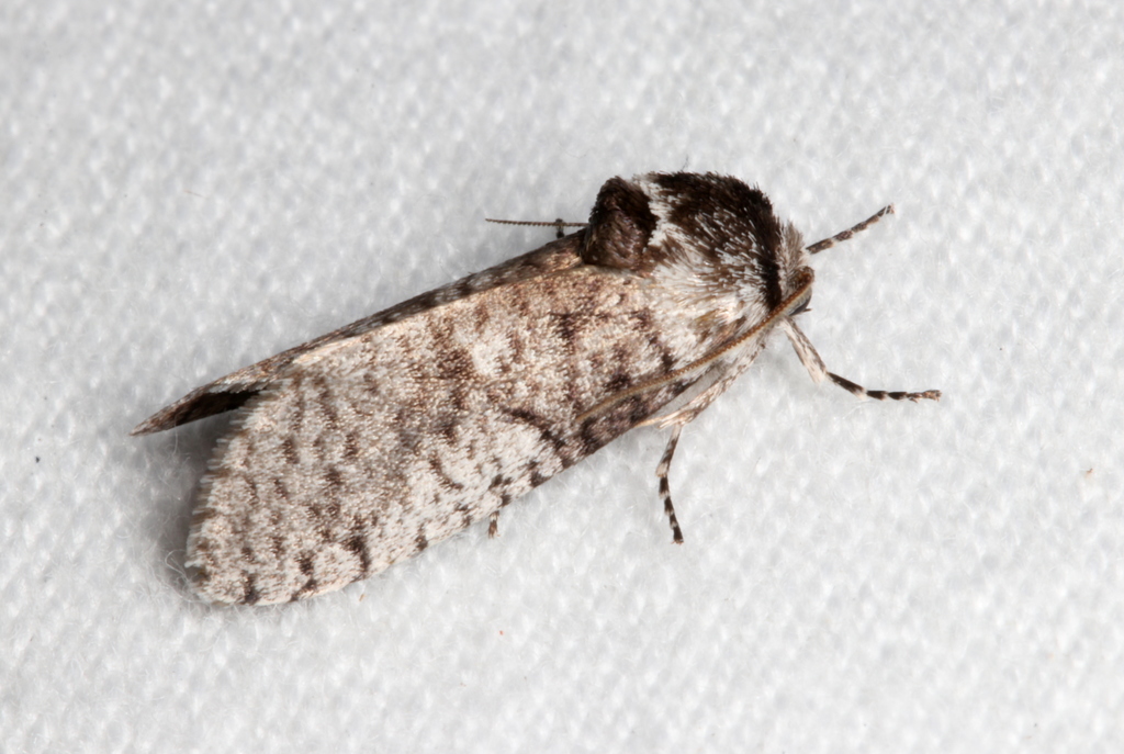 Trigonocyttara