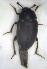 Sciodrepoides watsoni
