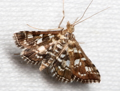 Sameodes iolealis