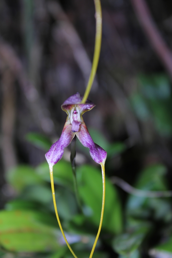 Masdevallia discolor