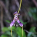 Masdevallia discolor - Photo (c) Apipa, some rights reserved (CC BY-NC), uploaded by Apipa