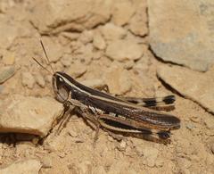 Macrotona securiformis