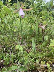 Cleistesiopsis bifaria