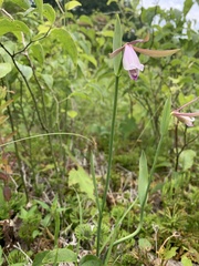 Cleistesiopsis bifaria