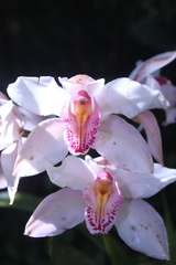 Cymbidium insigne