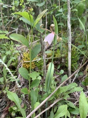 Cleistesiopsis bifaria