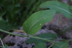 Psephellus holophyllus