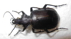 Calosoma peregrinator