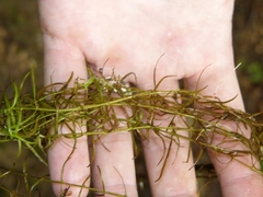 Callitriche heterophylla