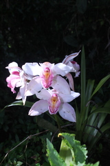 Cymbidium insigne