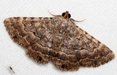 Diatenes aglossoides