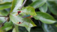 Anisoscelis foliaceus