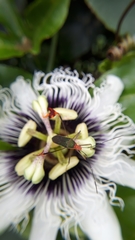 Anisoscelis foliaceus