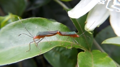 Anisoscelis foliaceus