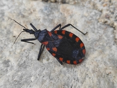 Triatoma mazzottii