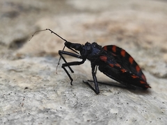 Triatoma mazzottii