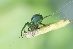 Bijoaraneus mitificus