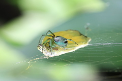 Bijoaraneus mitificus