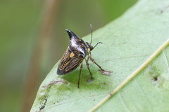 Alcimocoris coronatus