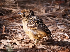 Chlamydera guttata